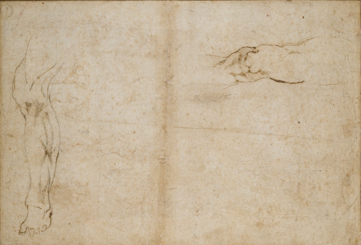 Verso: Studier av en mans ben, c1490-1560 av Michelangelo Buonarroti