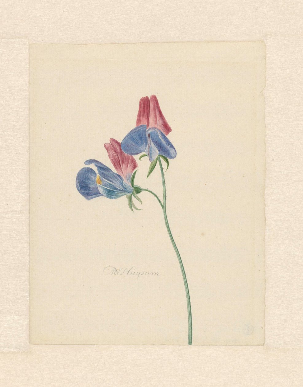 Gren med två blommor av Michiel Van Huysum