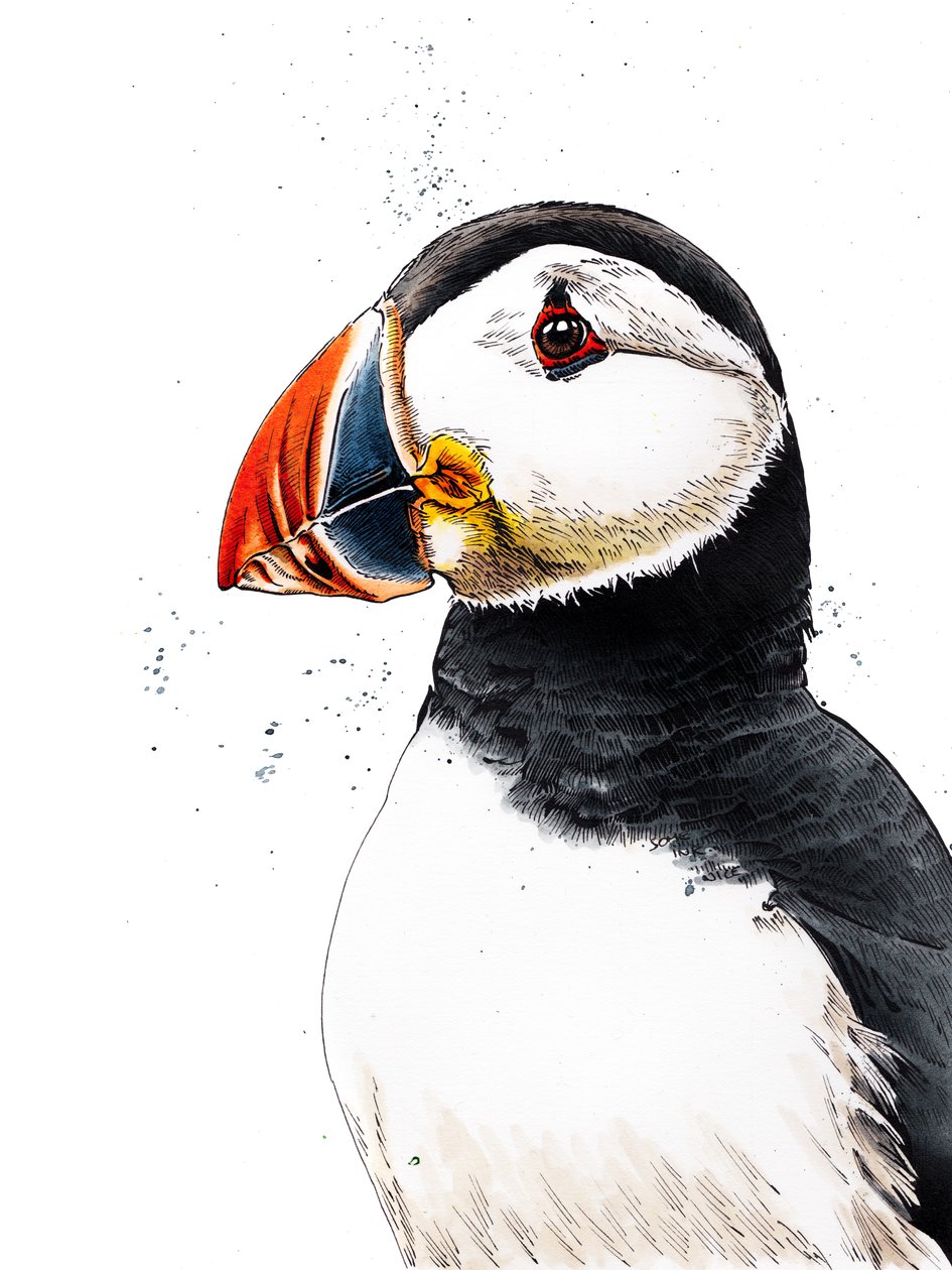 Clive The Puffin on White, 2019 av Mike Davis