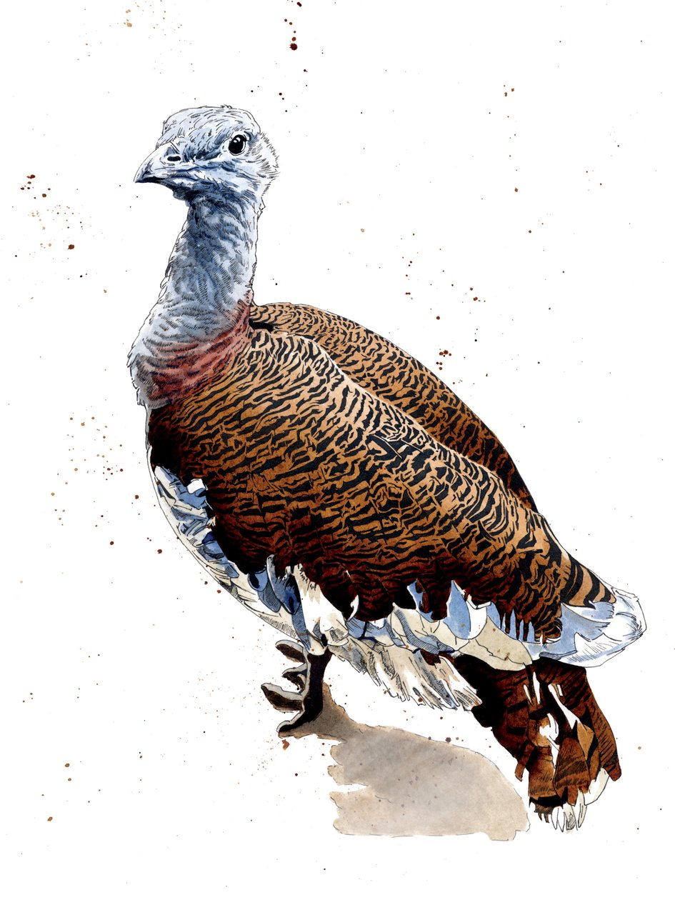 Great Bustard on White, 2020 av Mike Davis