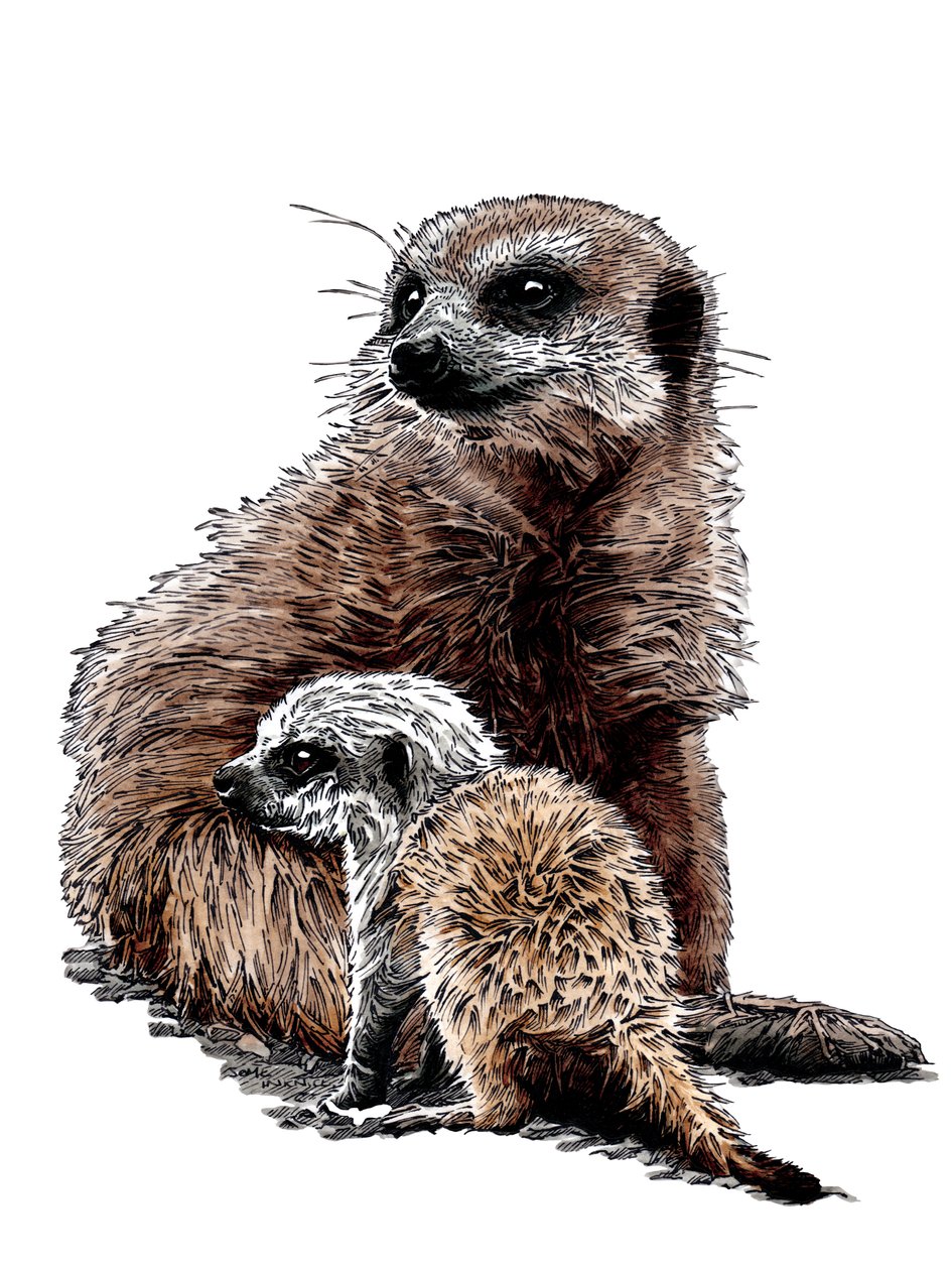New Baby Meerkats on White, 2020 av Mike Davis