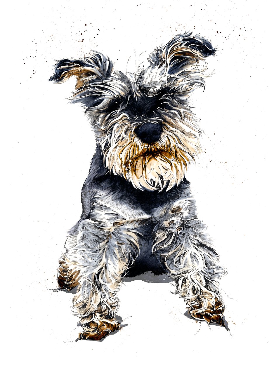 Ollie Schnauzern på vitt, 2019 av Mike Davis