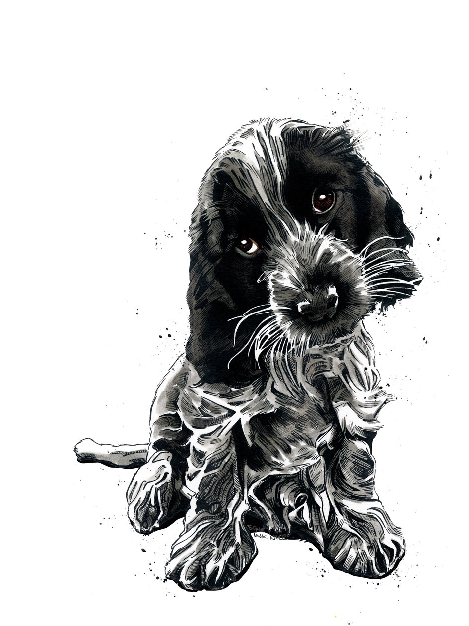 Rosie The Cocker Spaniel på vitt, 2019 av Mike Davis