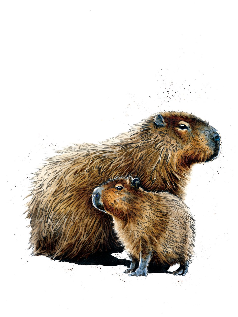 Capybaras on White, 2019 av Mike Davis