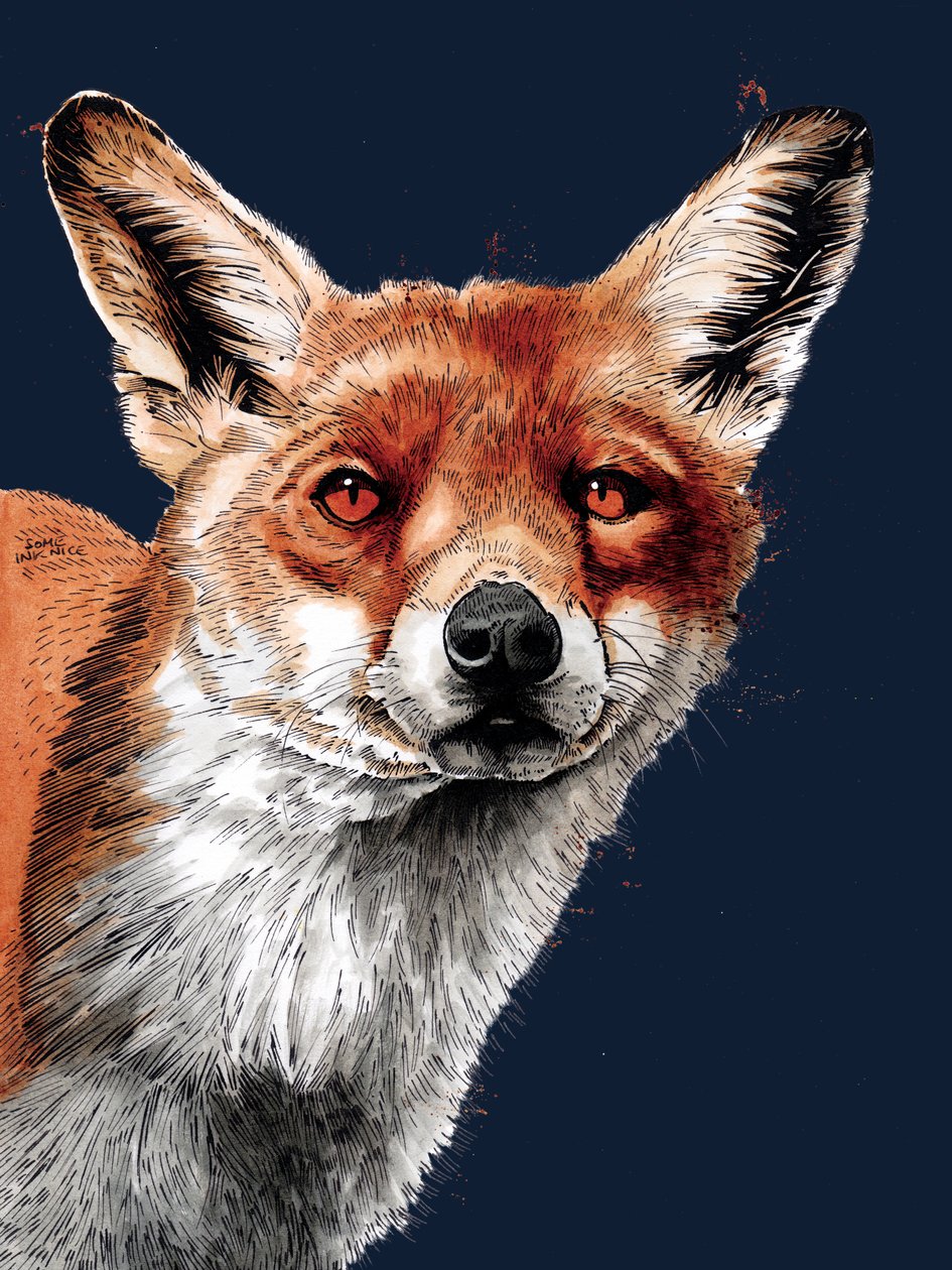 The Fox on Midnight Blue, 2020 av Mike Davis