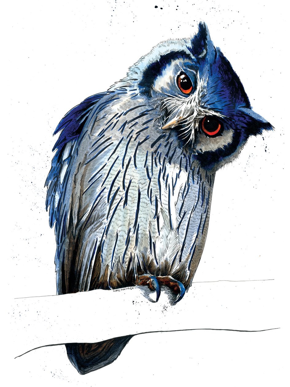 The Northern White-faced Owl on White, 2019 av Mike Davis