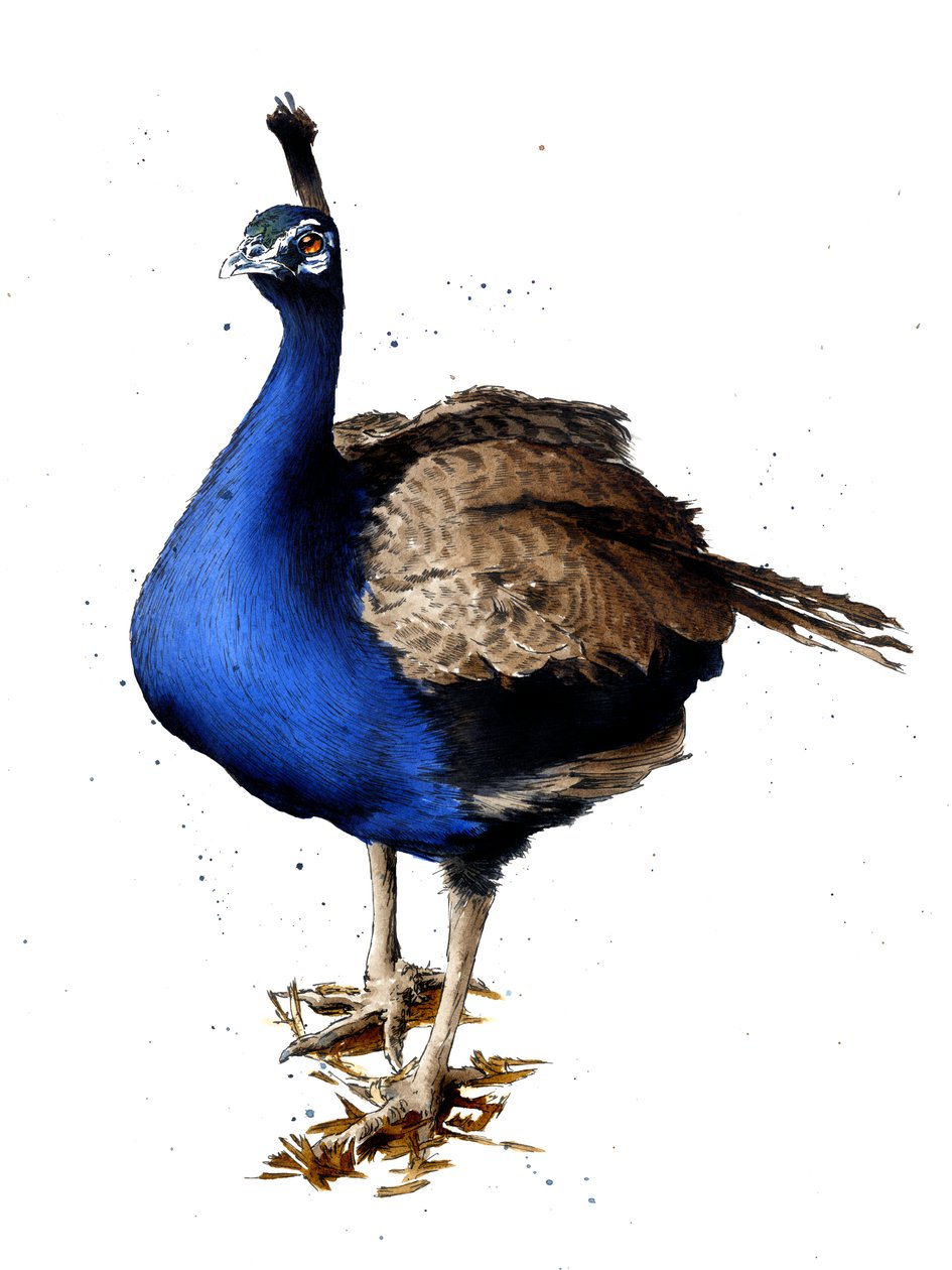 Påfågeln på vitt, 2019 av Mike Davis