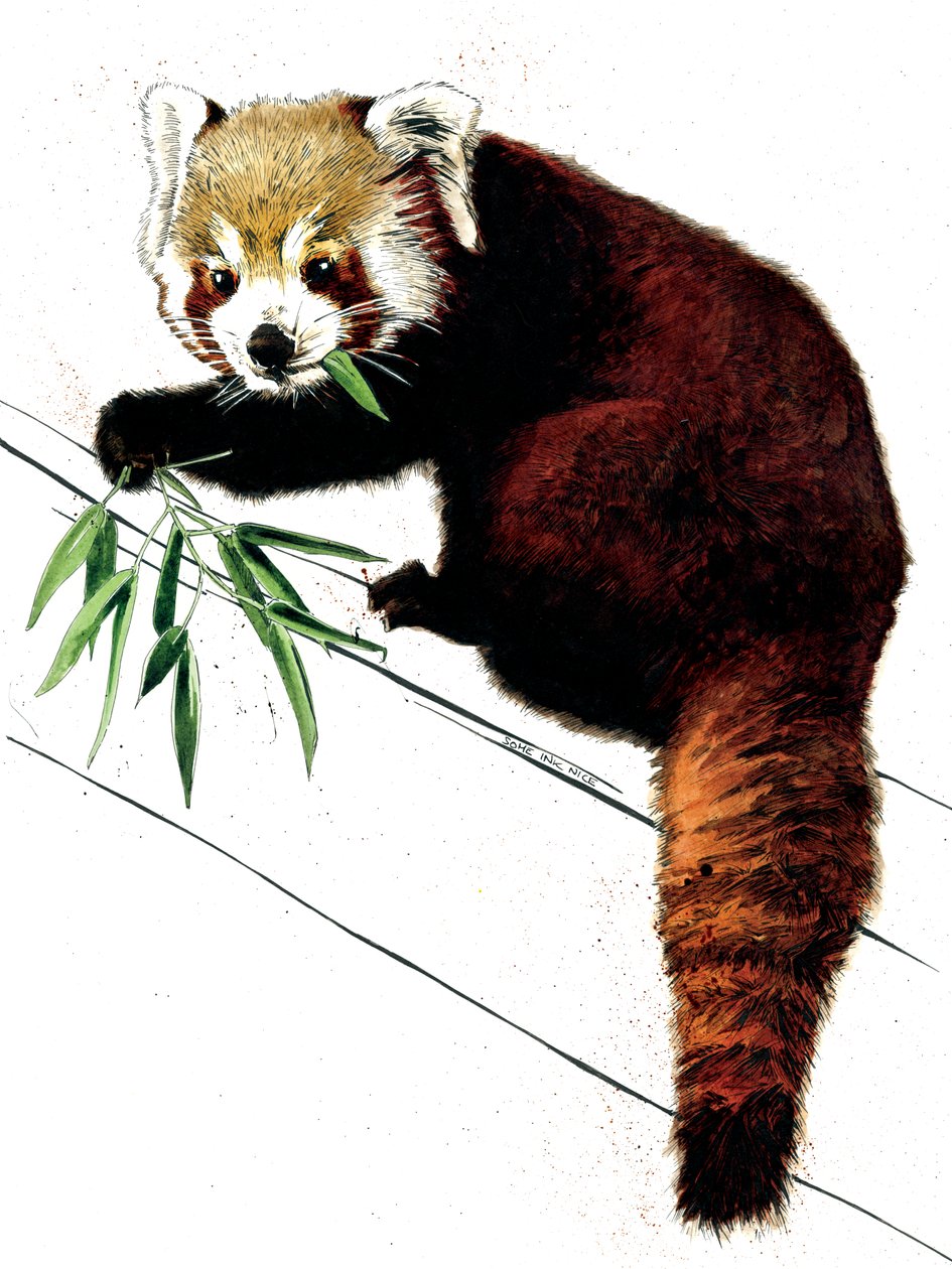 Den röda pandan på vitt, 2020 av Mike Davis