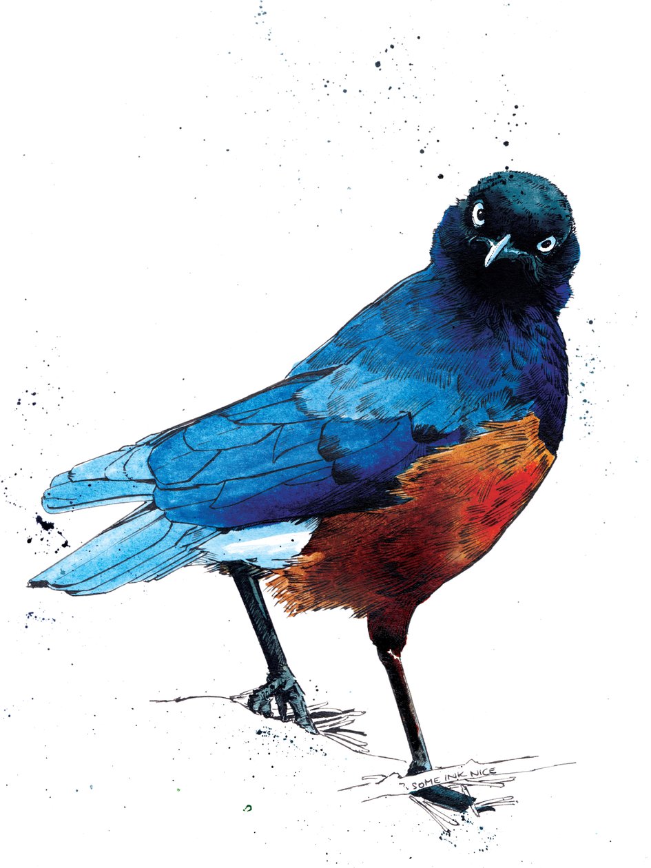 The Superb Starling on White, 2020 av Mike Davis