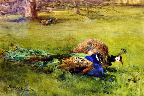 Påfåglar (akvarell på papper) av Mildred Anne Butler