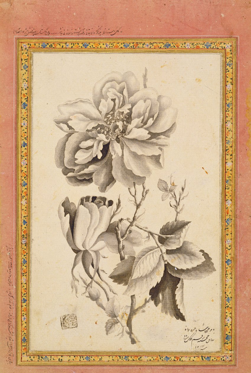 Rose, 1799-1800 (bläcktvätt på papper) av Mirza Baba