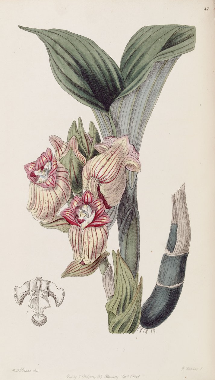 Acanthephippium javanicum (spelled Acanthophippium javanicum) av Miss Drake