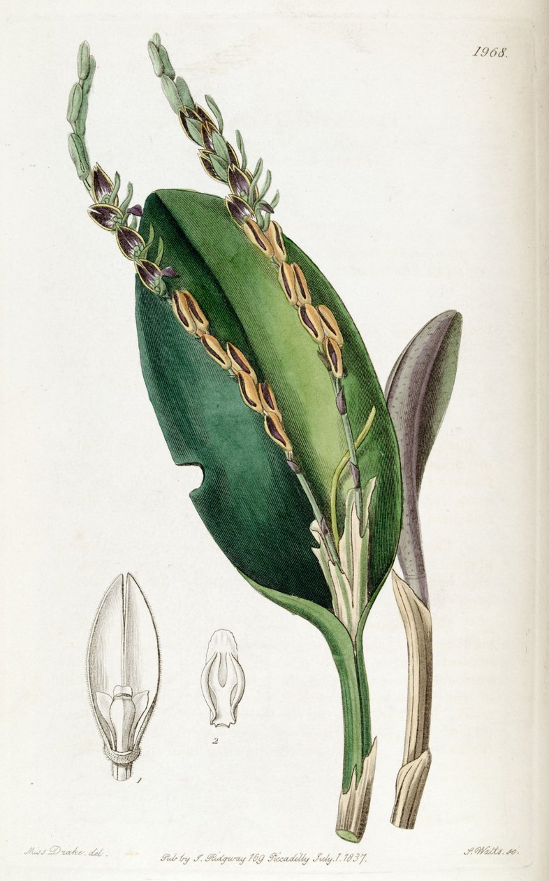 Acianthera saurocephala (as syn. Pleurothallis saurocephala) av Miss Drake