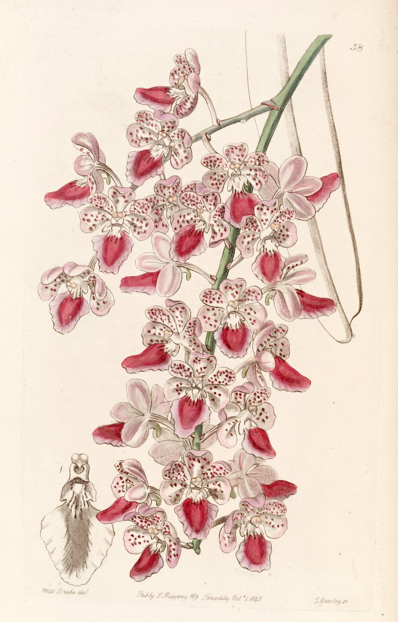 Aerides maculosa (as Aerides maculosum) av Miss Drake