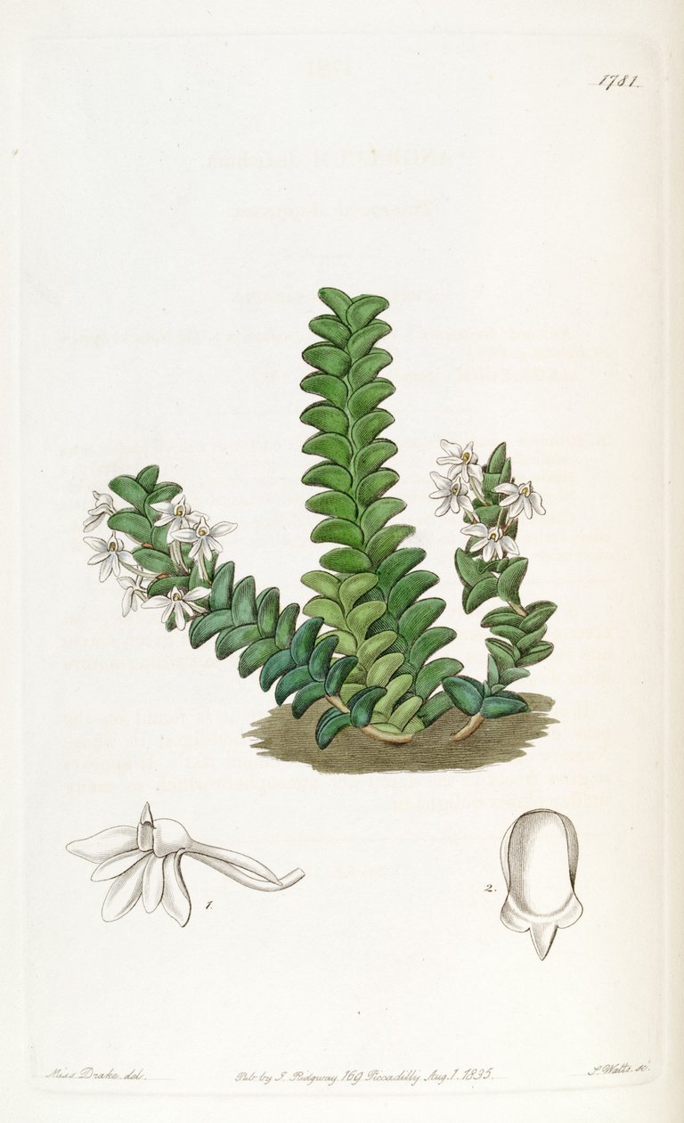 Angraecum distichum av Miss Drake