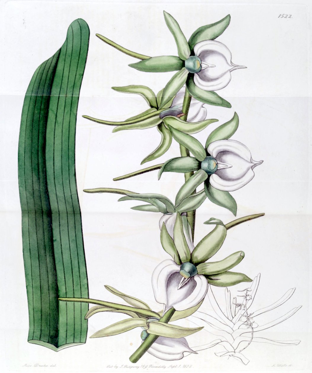 Angraecum eburneum av Miss Drake