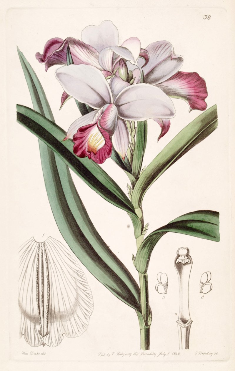 Arundina graminifolia (as syn. Arundina densa) av Miss Drake