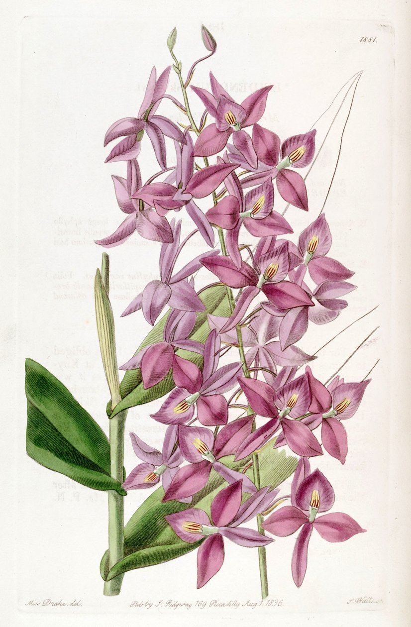 Barkeria skinneri (as syn. Epidendrum skinneri) av Miss Drake