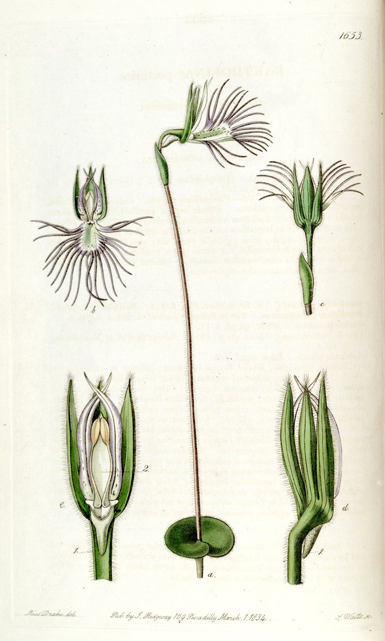 Bartholina burmanniana (as syn. Bartholina pectinata) av Miss Drake