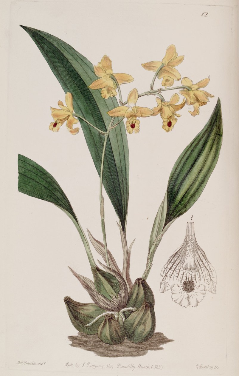 Bifrenaria vitellina (as syn. Maxillaria vitellina) av Miss Drake