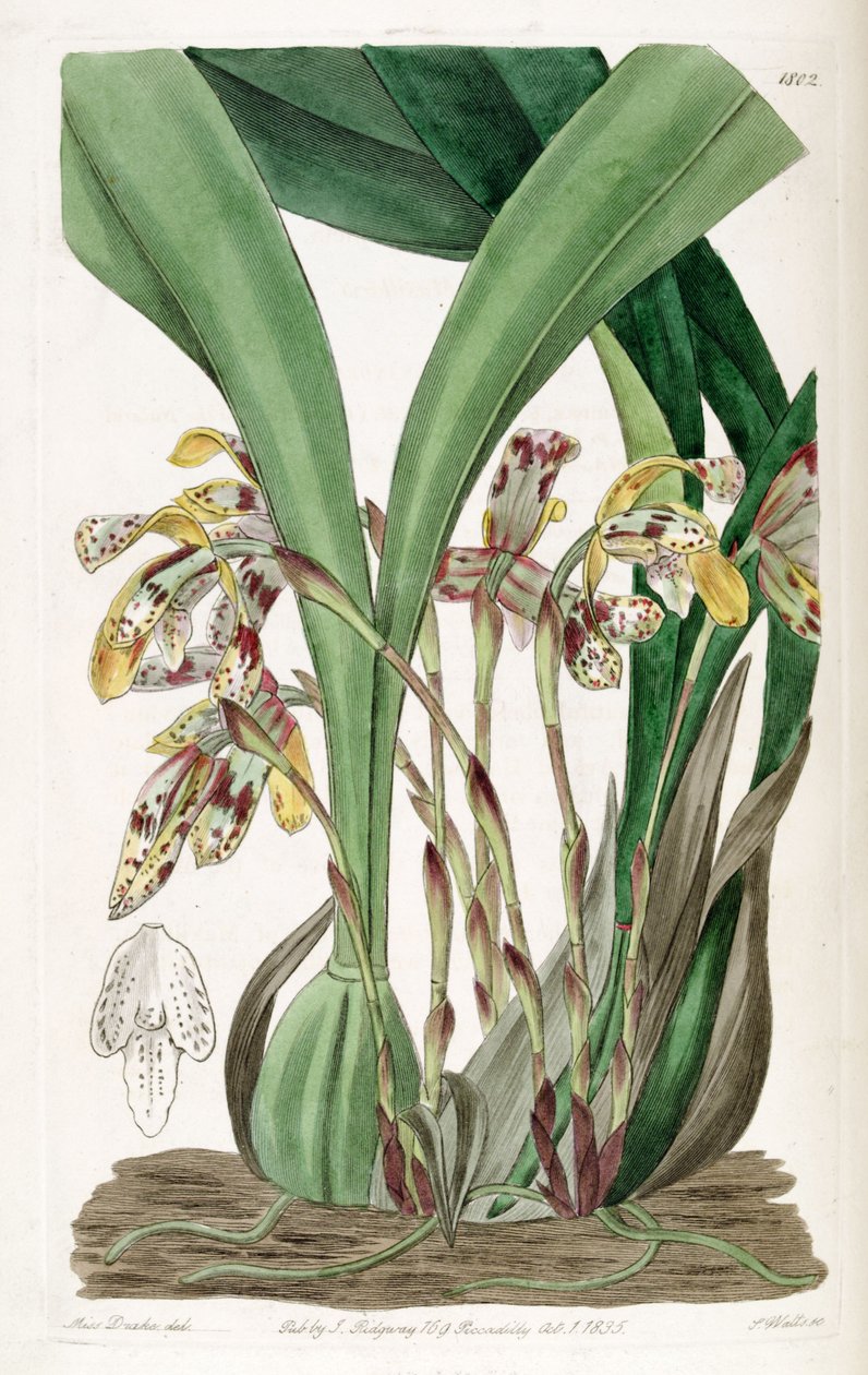 Brasiliorchis picta or Maxillaria picta av Miss Drake