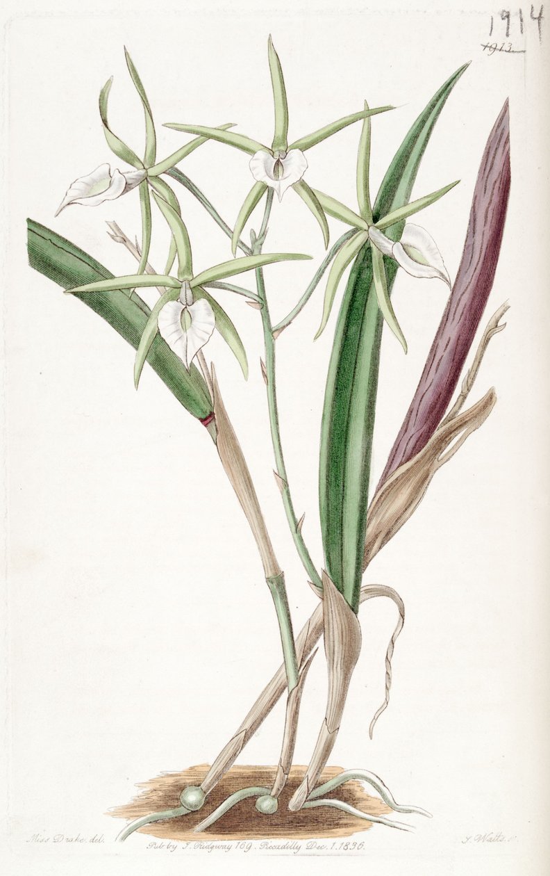 Brassavola subulifolia (as syn. Brassavola cordata) av Miss Drake