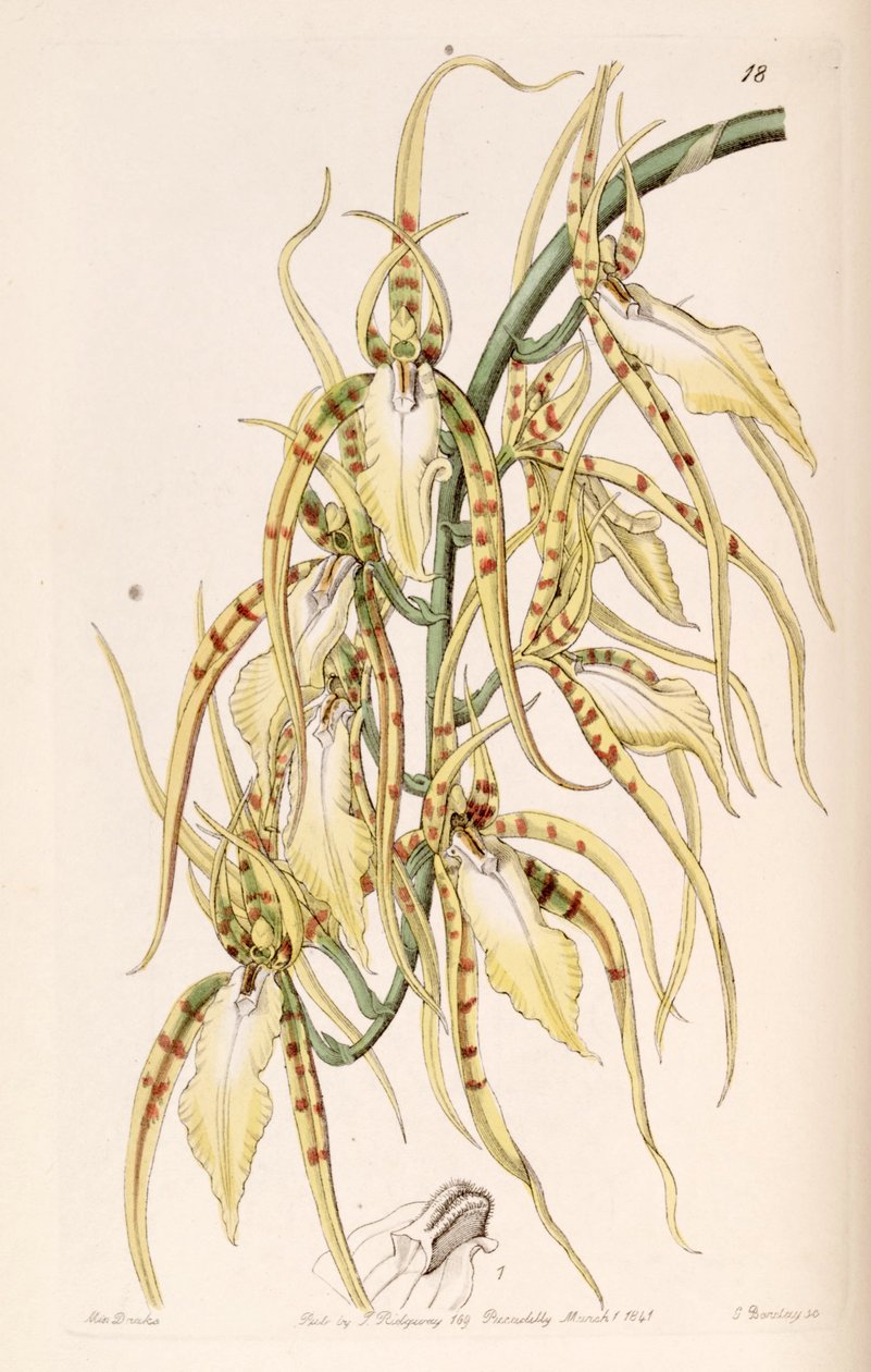 Brassia cochleata (as syn. Brassia lawrenceana) av Miss Drake