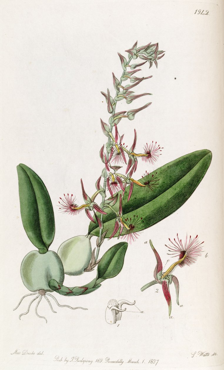 Bulbophyllum barbigerum (stavas Bolbophyllum barbigerum) av Miss Drake