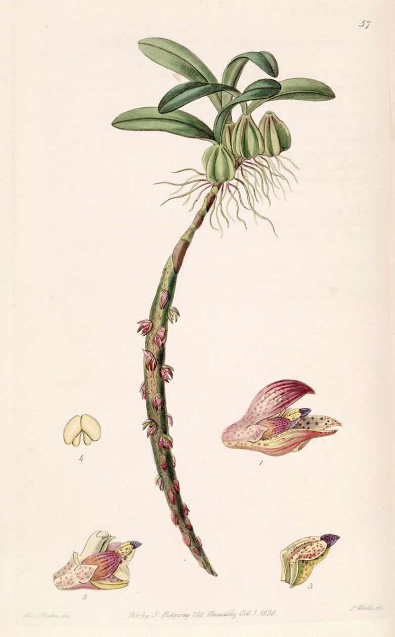 Bulbophyllum bracteolatum  (spelled Bolbophyllum bracteolatum) av Miss Drake