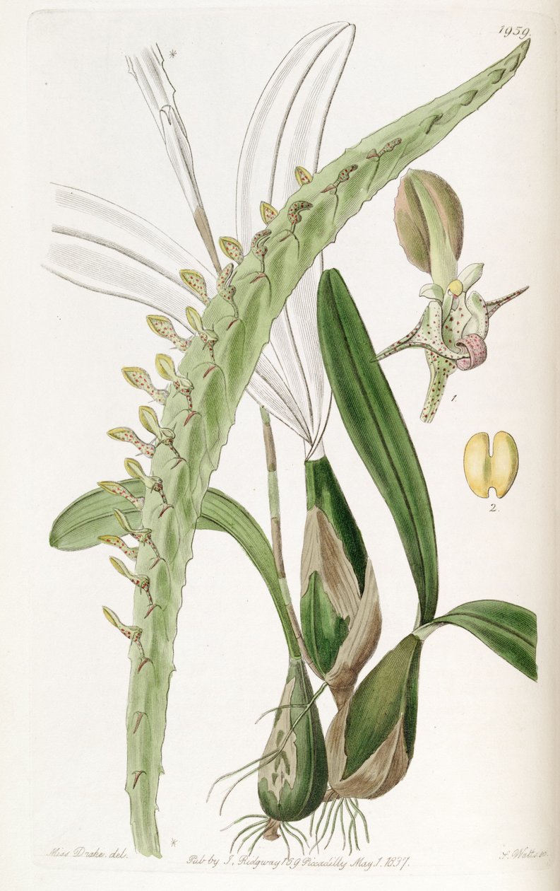 Bulbophyllum calyptratum var. calyptratum (as syn. Megaclinium maximum) av Miss Drake