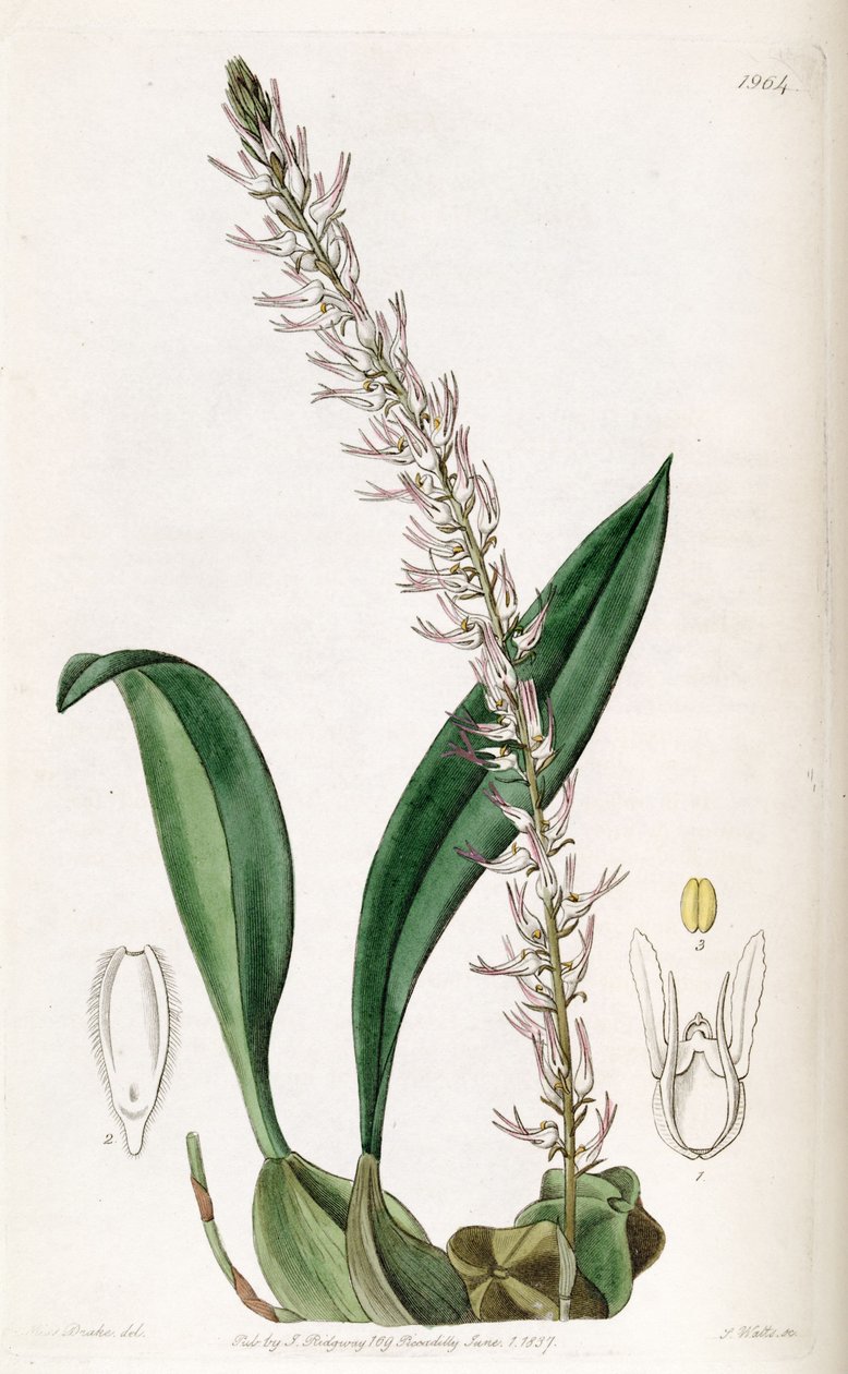 Bulbophyllum cocoinum  (spelled Bolbophyllum cocoinum) av Miss Drake