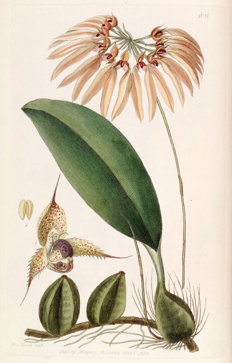 Bulbophyllum eberhardtii or Bulbophyllum longiflorum (as syn. Cirrhopetalum thouarsii) av Miss Drake