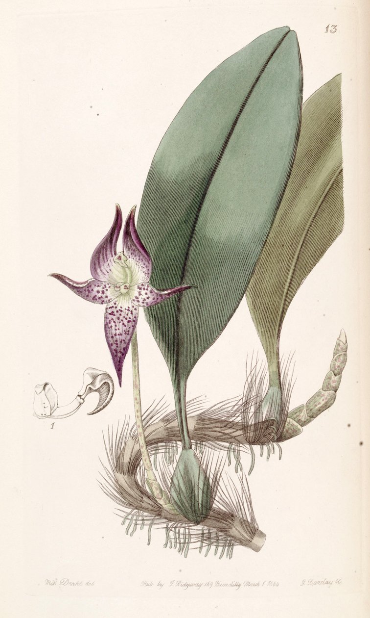 Bulbophyllum macranthum (spelled Bolbophyllum macranthum) av Miss Drake