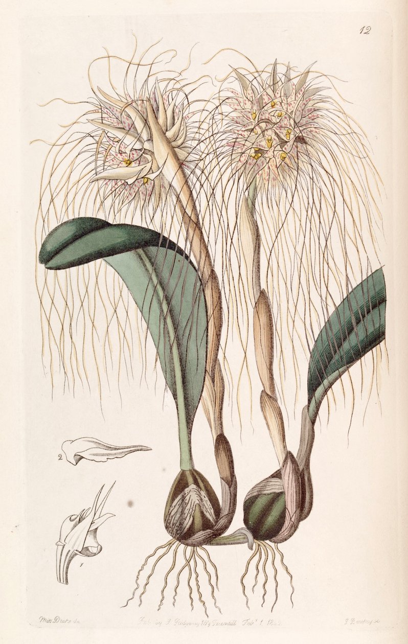 Bulbophyllum medusae (as syn. Cirrhopetalum medusae) av Miss Drake