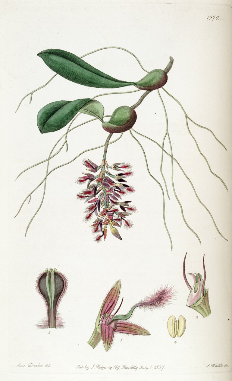 Bulbophyllum saltatorium  (spelled Bolbophyllum saltatorium) av Miss Drake
