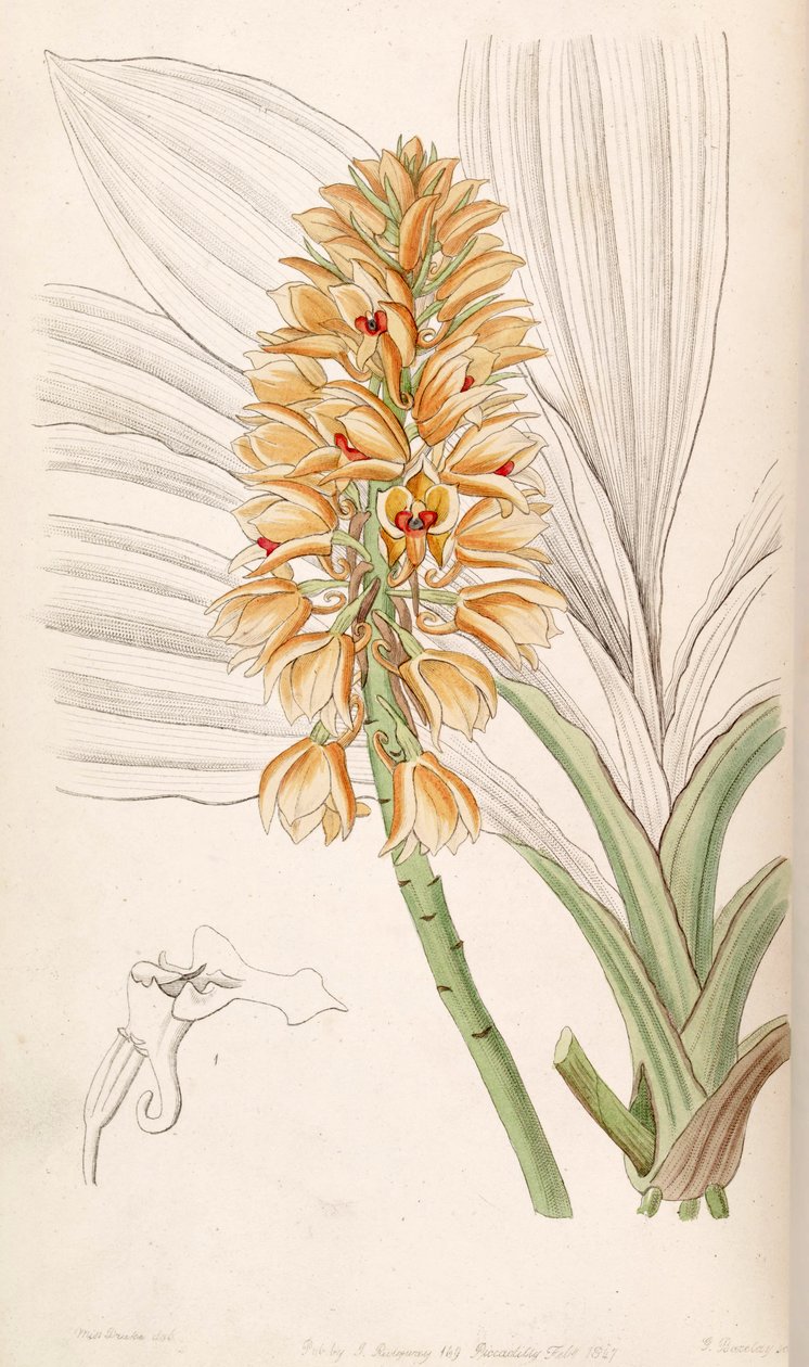 Calanthe pulchra (as syn. Calanthe curculigoides) av Miss Drake