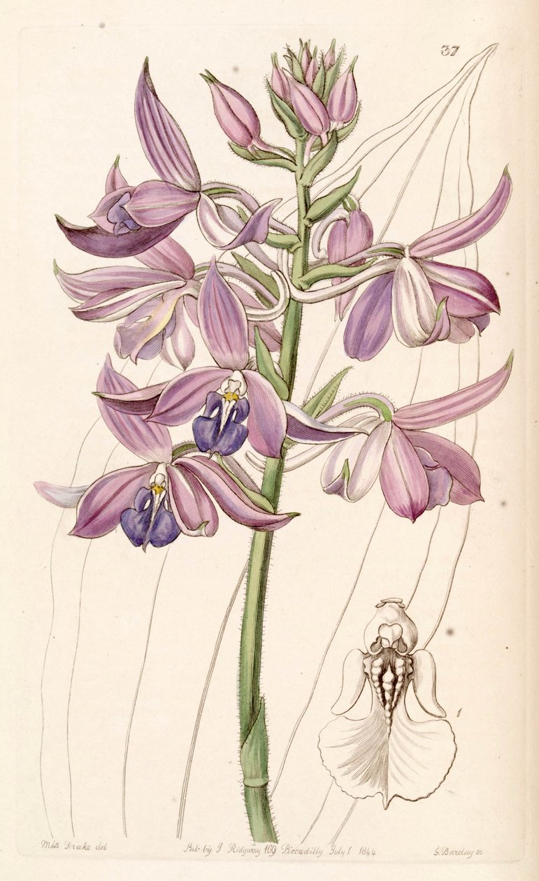 Calanthe sylvatica (as syn. Calanthe masuca) av Miss Drake