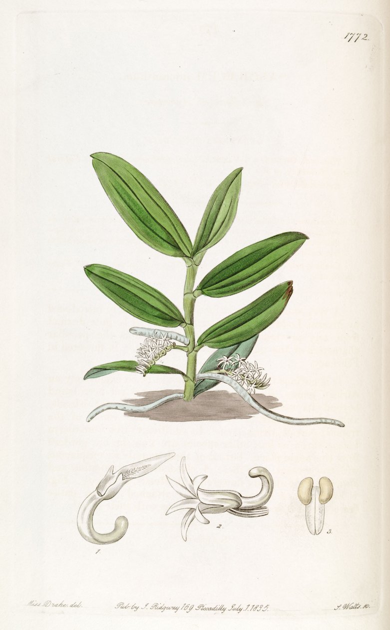 Campylocentrum micranthum (as syn. Angraecum micranthum) av Miss Drake