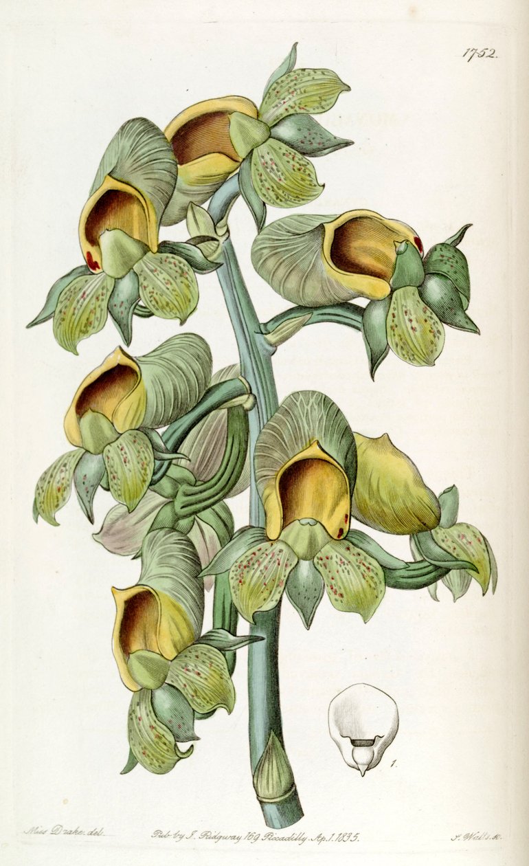 Catasetum cernuum (as syn. Monachanthus viridis) av Miss Drake