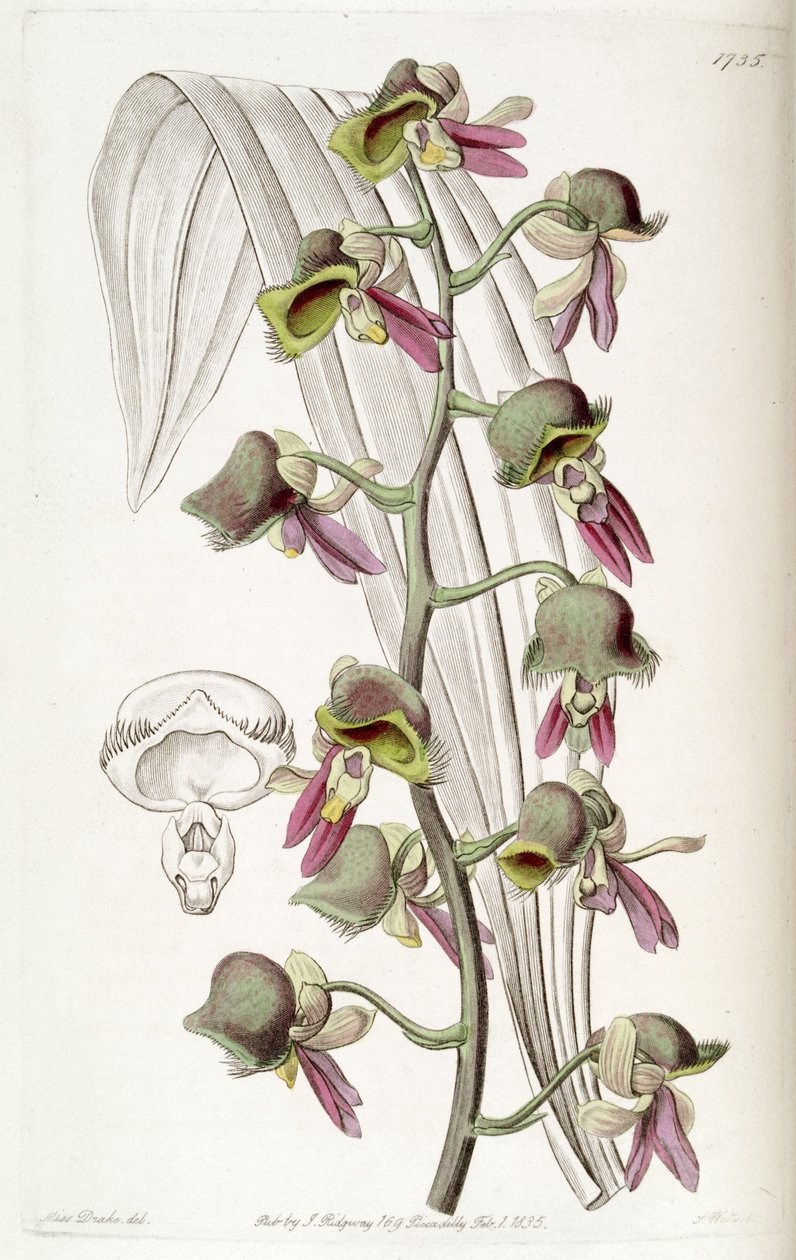 Catasetum missfärgad (som syn. Monachanthus missfärgning) av Miss Drake