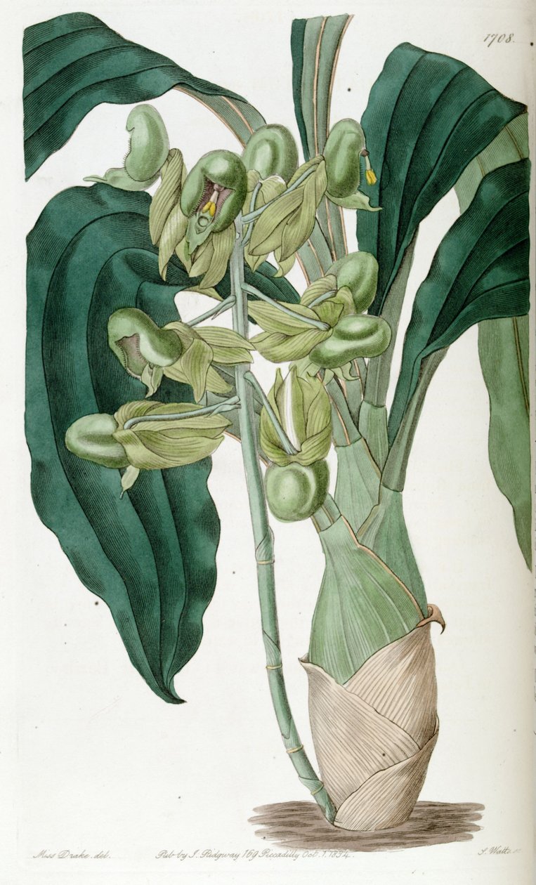 Catasetum purum (som syn. Catasetum semiapertum). av Miss Drake