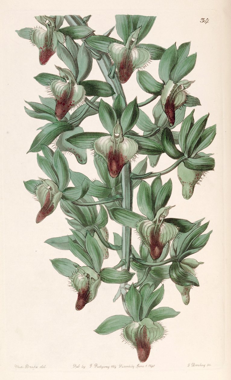 Catasetum socco (as syn. Catasetum trulla) av Miss Drake