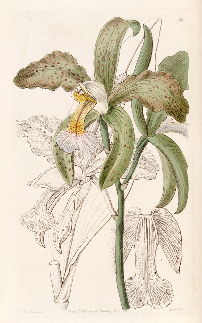 Cattleya granulosa (as syn. Cattleya granulosa var. russelliana) av Miss Drake