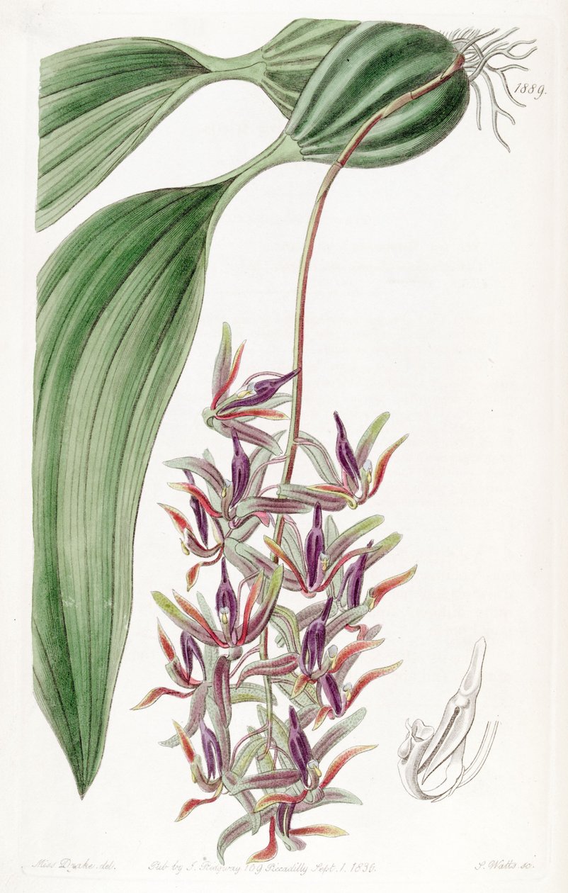 Cirrhaea dependens (as syn. Cirrhaea tristis) av Miss Drake