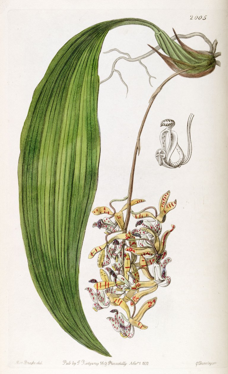 Cirrhaea loddigesii (as syn. Cirrhaea obtusata) av Miss Drake