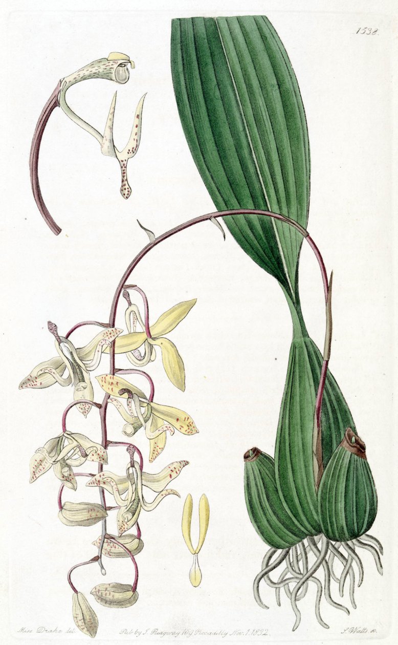 Cirrhaaea av Miss Drake