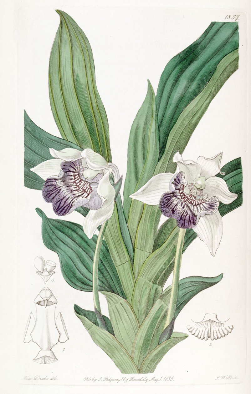 Cochleanthes flabelliformis (as syn. Zygopetalum cochleare) av Miss Drake