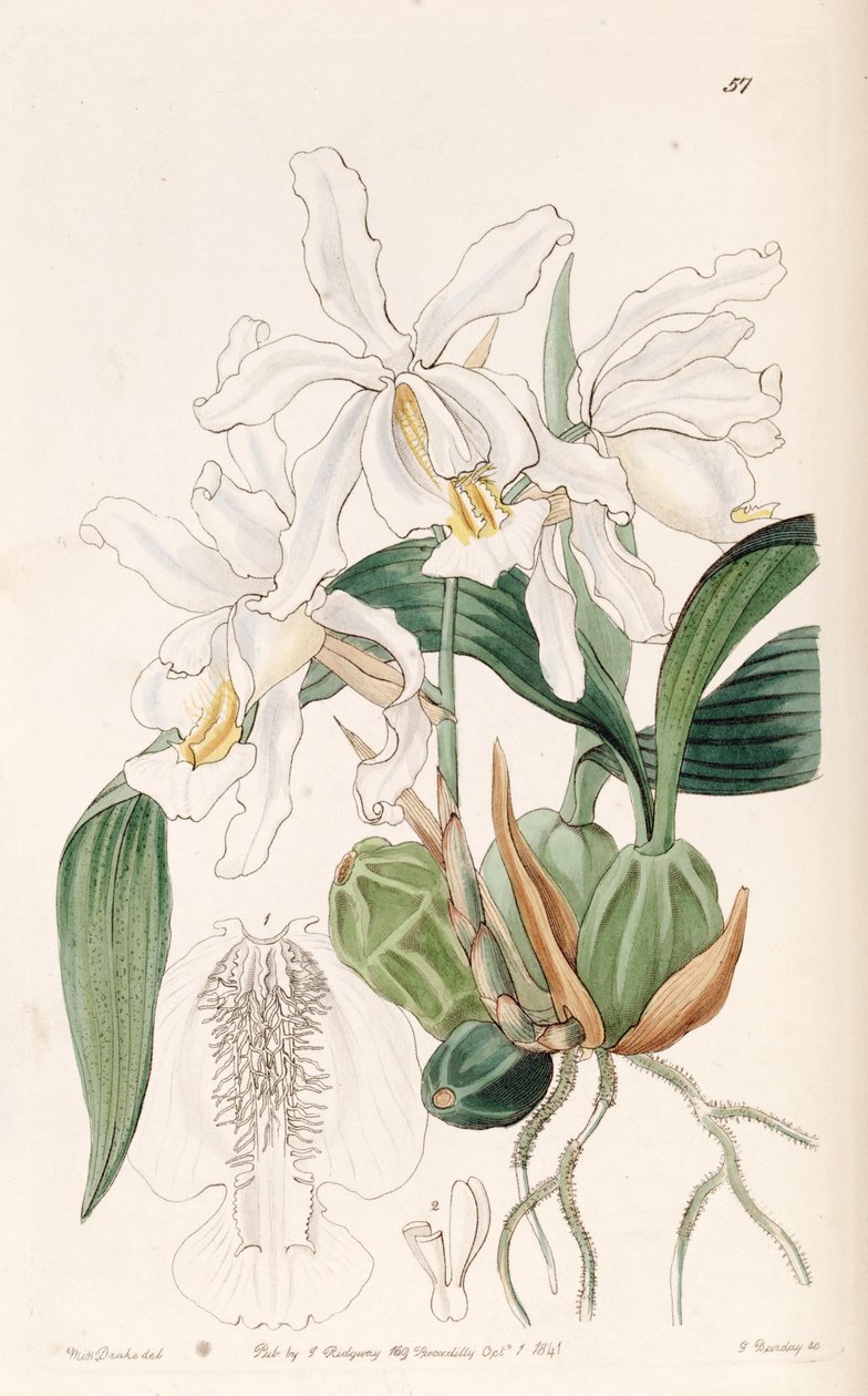 Coelogyne cristata av Miss Drake