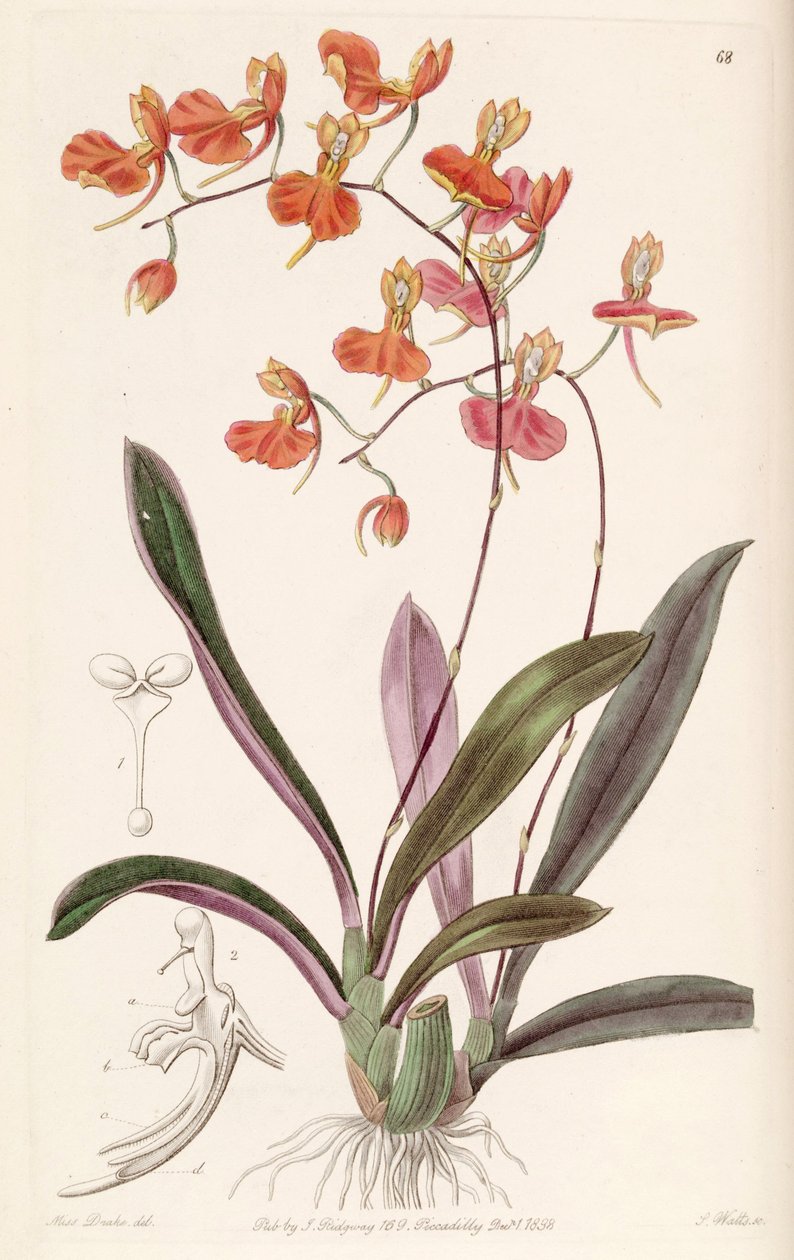 Comparettia coccinea av Miss Drake