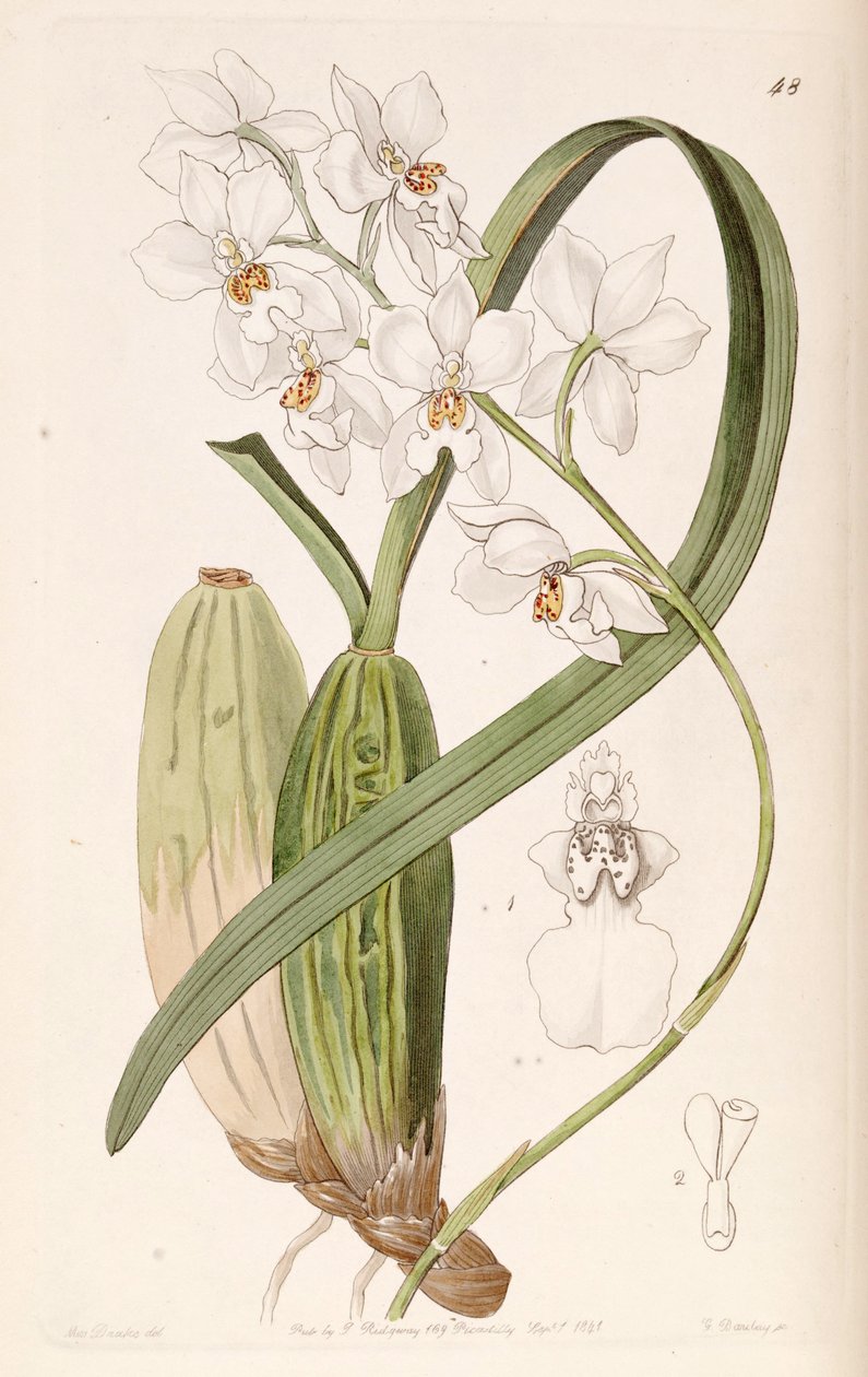 Cuitlauzina pulchella or Odontoglossum pulchellum or Osmoglossum pulchellum av Miss Drake